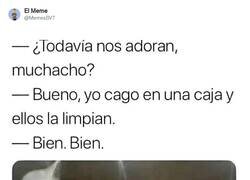 Enlace a Los gatos siguen con su hegemonía, por @MemesSV7