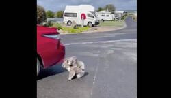 Enlace a Estos animalejos te los puedes encontrar un día normal por Australia sin problemas