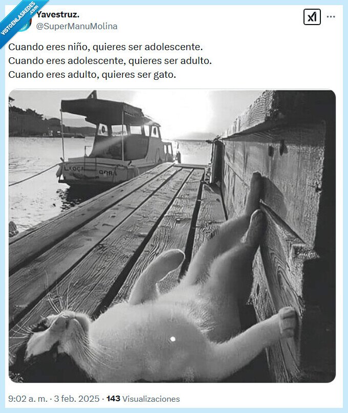 gato,adulto,niño,adolescente