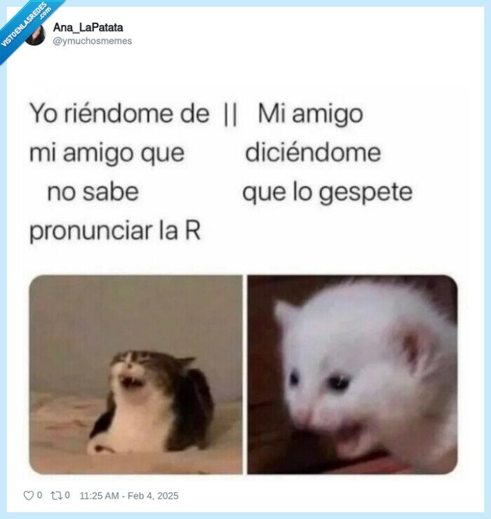 gespeto,respeto,gato,reirse