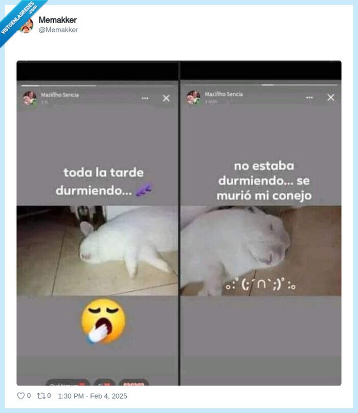 conejo,durmiendo,morir,muerto