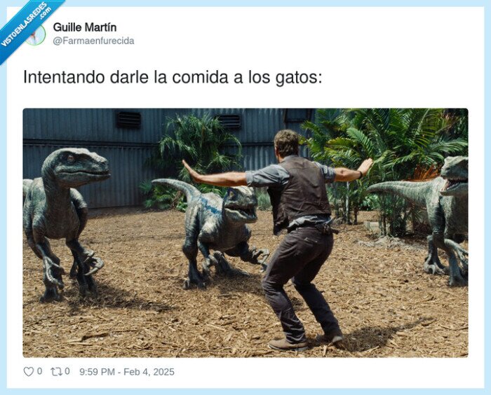 comida,dar,gatos