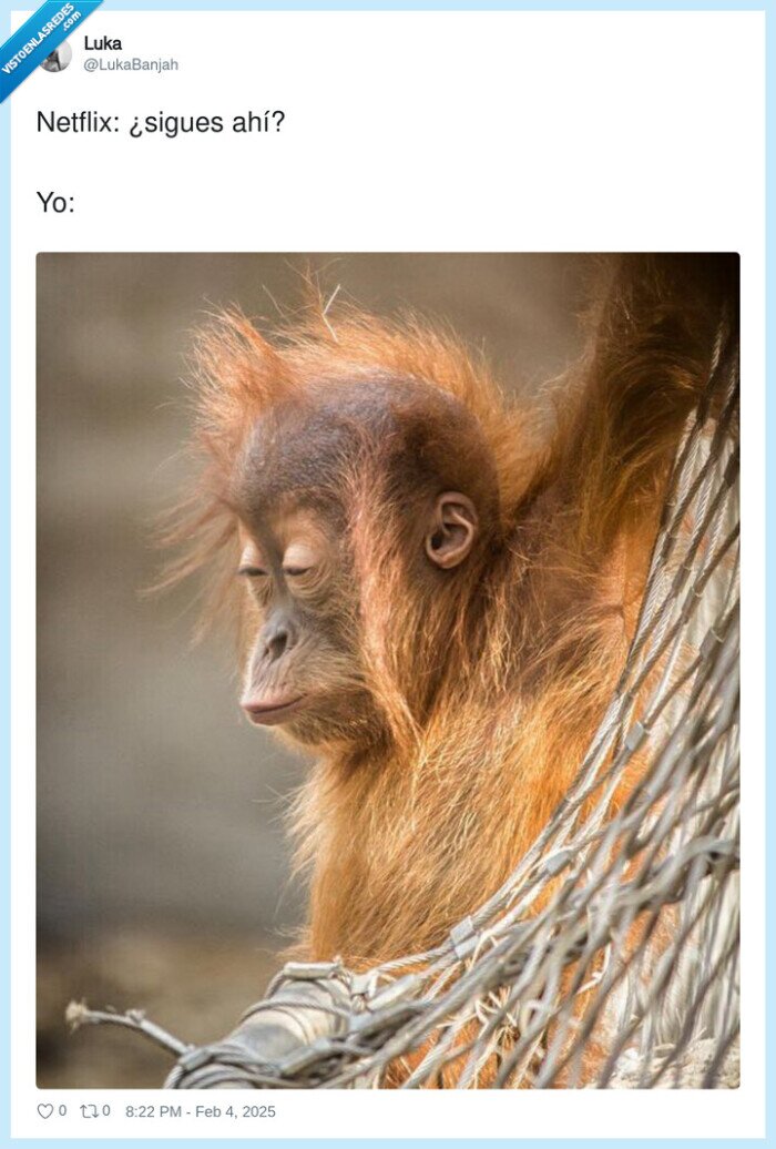 netflix,sigues ahí,dormirse,mono