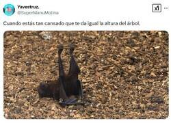 Enlace a Mira, aquí ya por @supermanumolina