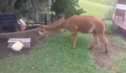 Enlace a Atención a la GALLINA que ha aprendido a cerrar su comedero y a disimular para que la maldita ALPACA no se coma su comida