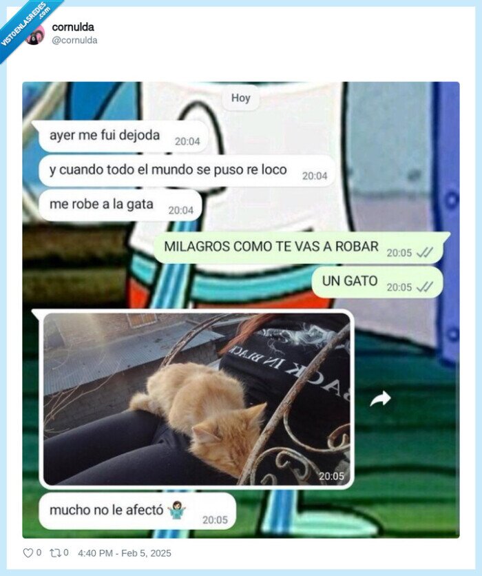 fiesta,robar,gato