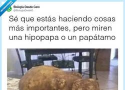 Enlace a Hipopapa, por @BiologiaDesde0