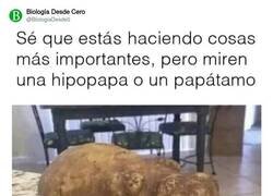 Enlace a Hipopapa, por @BiologiaDesde0