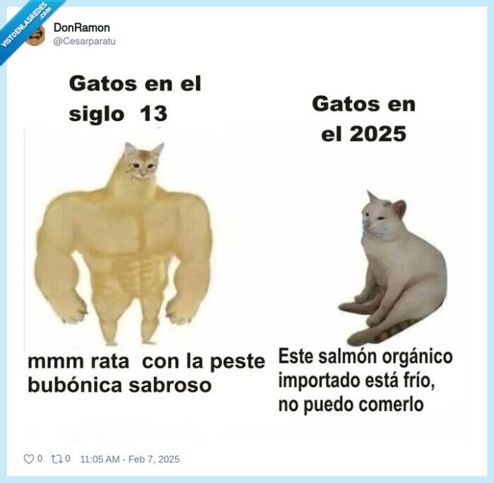 gatos,cheems,doge