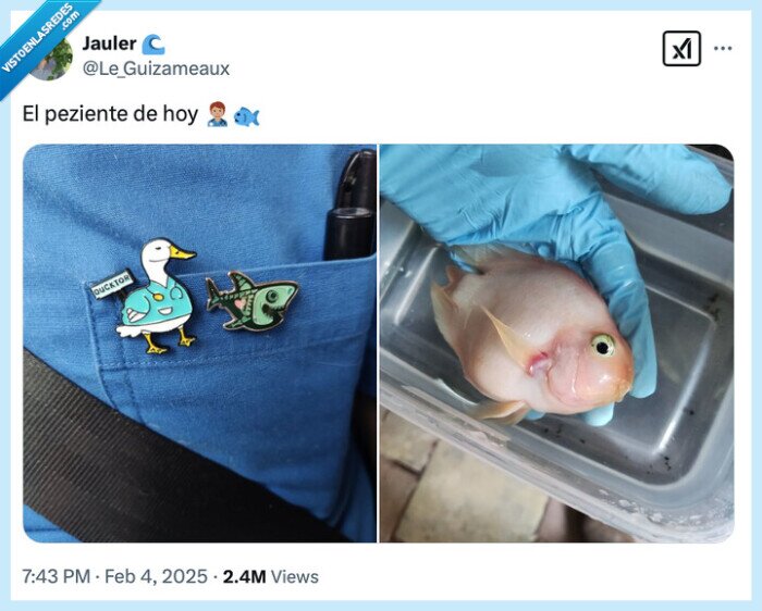 pez,paciente,veterinario,peziente