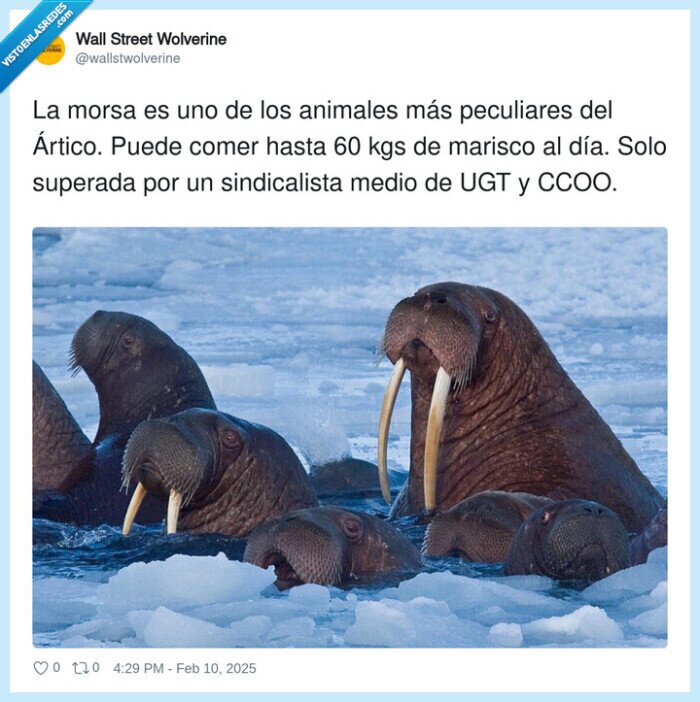 sindicalista,peculiares,animales,ugt,ccoo,morsa,marisco,ártico