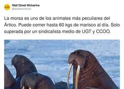 Enlace a La morsa, por @wallstwolverine