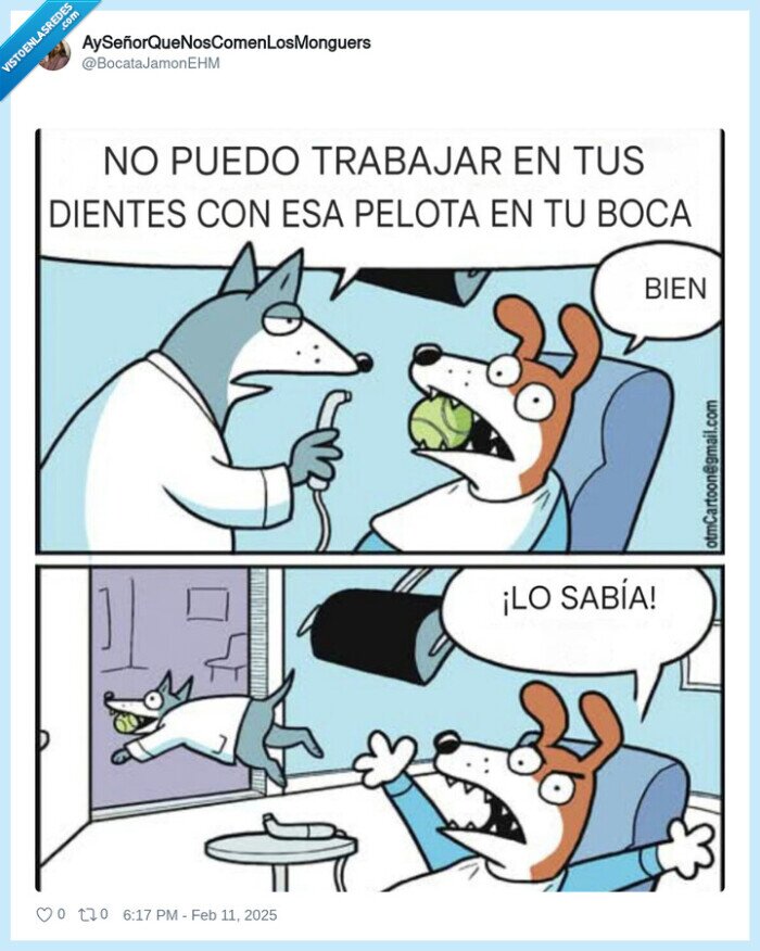 perro,dentista,bola,pelota