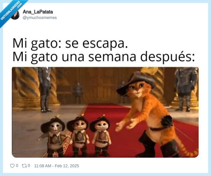 gato,escaparse,hijos,criar