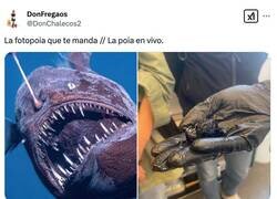 Enlace a No sabía que éste era su tamaño real, por @DonChalecos2