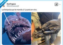 Enlace a No sabía que éste era su tamaño real, por @DonChalecos2
