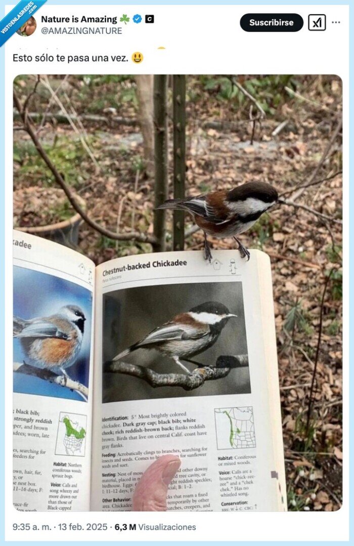 pajaro,libro,posar