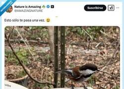 Enlace a Cosas que pasan una vez en la vida, por @AMAZlNGNATURE