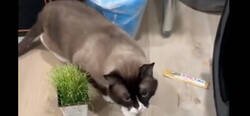 Enlace a Una chica adoptó al gato más agresivo antes de que lo durmieran