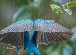 Enlace a El pajarillo lleva el paraguas de serie, por @ShouldHaveAnima