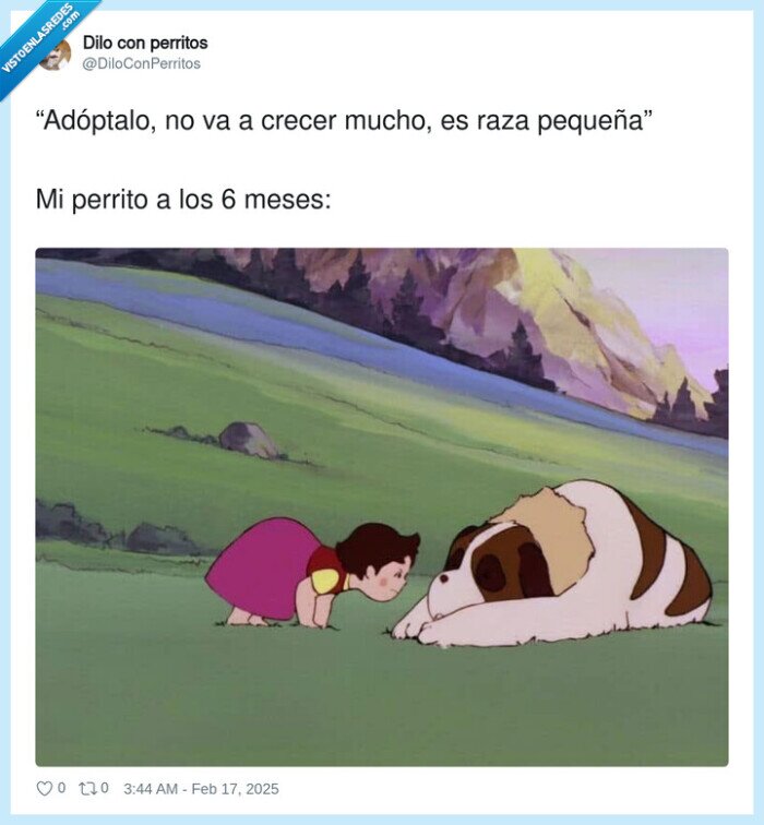 adoptar,pequeño,perrito,crecer,mucho