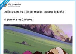 Enlace a ¿Qué ha pasado aquí?, por @DiloConPerritos
