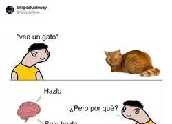 Enlace a Es que es ver un gato y... por @ShitpostGate