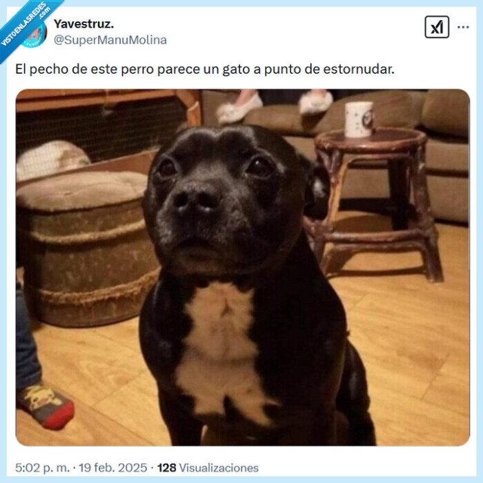 pecho,gato,estornudar