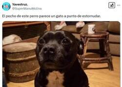 Enlace a ¡Michís! por @supermanumolina