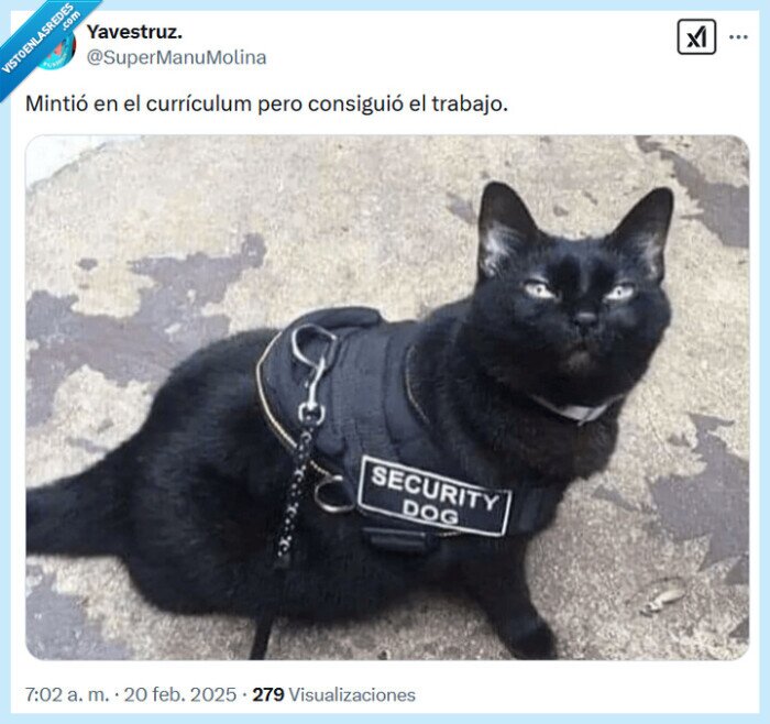 trabajo,currículum,seguridad,perro,gato