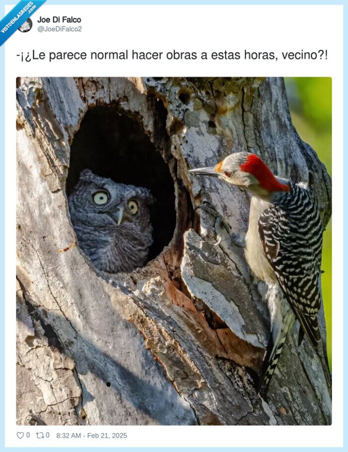 vecino,obras,pajaro carpintero,lechuza,buho