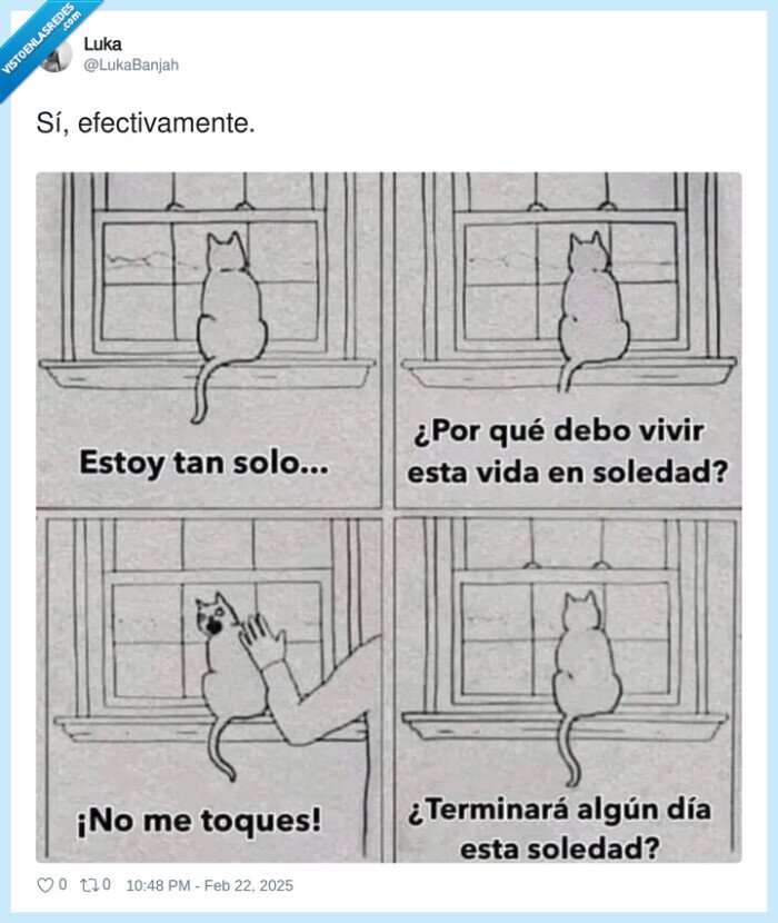 gatos,tocar,ariscos,soledad