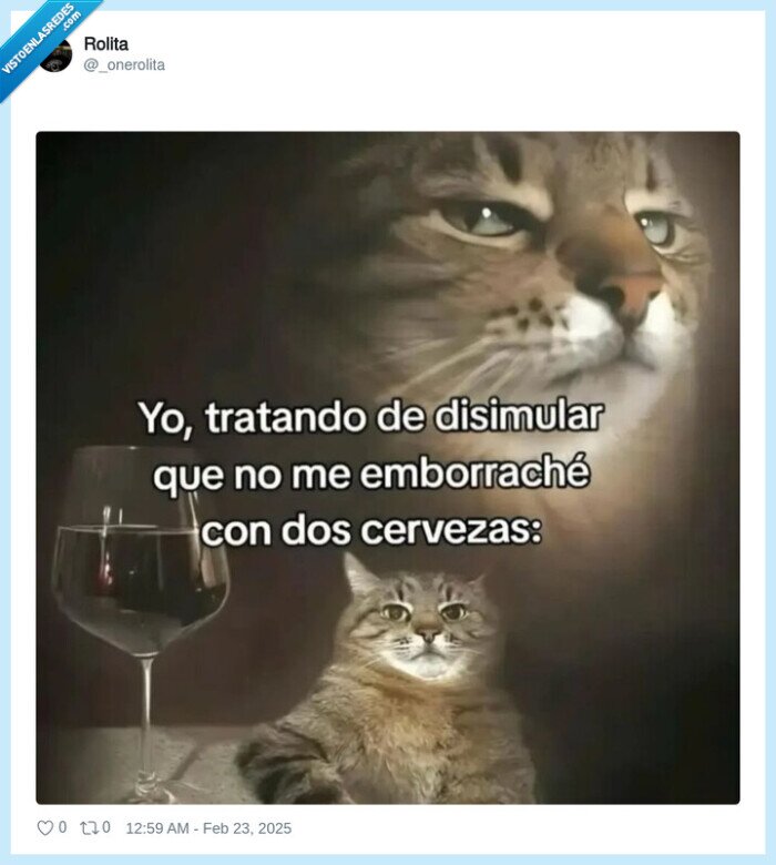 cerveza,emborracharse,disimular,gato