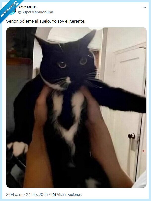 gerente,suelo,bajar,gato