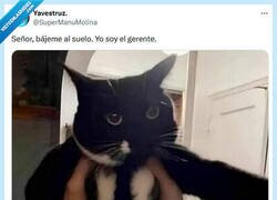Enlace a Un jefe muy mono por @supermanumolina