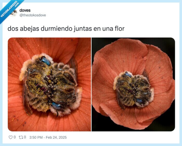 abejas,dormir,flor,juntas