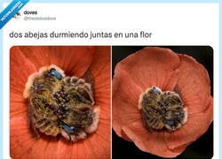Enlace a Hasta las abejas ligan más que yo, por @theotokosdove