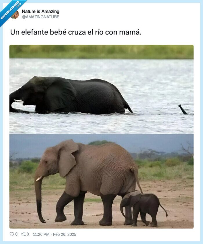 elefante,cruzar,rio,agua