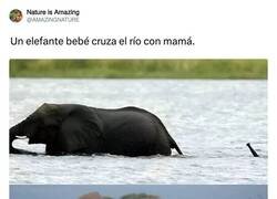 Enlace a Habrá tragado bastante agua el chaval, por @AMAZlNGNATURE