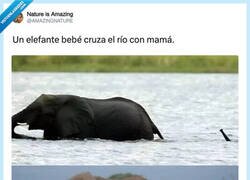 Enlace a Habrá tragado bastante agua el chaval, por @AMAZlNGNATURE