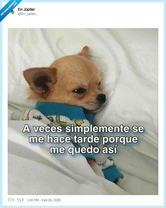 perro,sueño