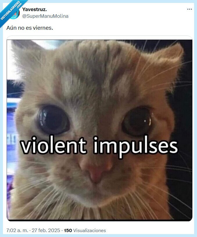 viernes,violencia,gato