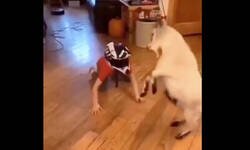 Enlace a Creo que no es buena idea juntar a una cabra con un niño pequeño