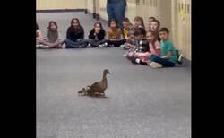 Enlace a Un pato construyó un nido en una escuela primaria y ahora pone huevos allí todos los años.