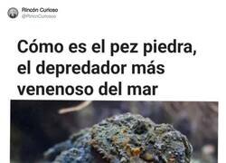 Enlace a Solo pez papel puede derrotar a pez piedra, por @RincnCuriosoo