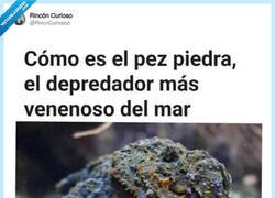 Enlace a Solo pez papel puede derrotar a pez piedra, por @RincnCuriosoo