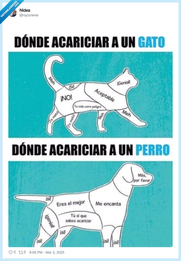 acariciar,perro,gato