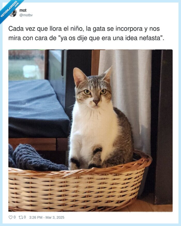 gato,aviso,niño,llorar