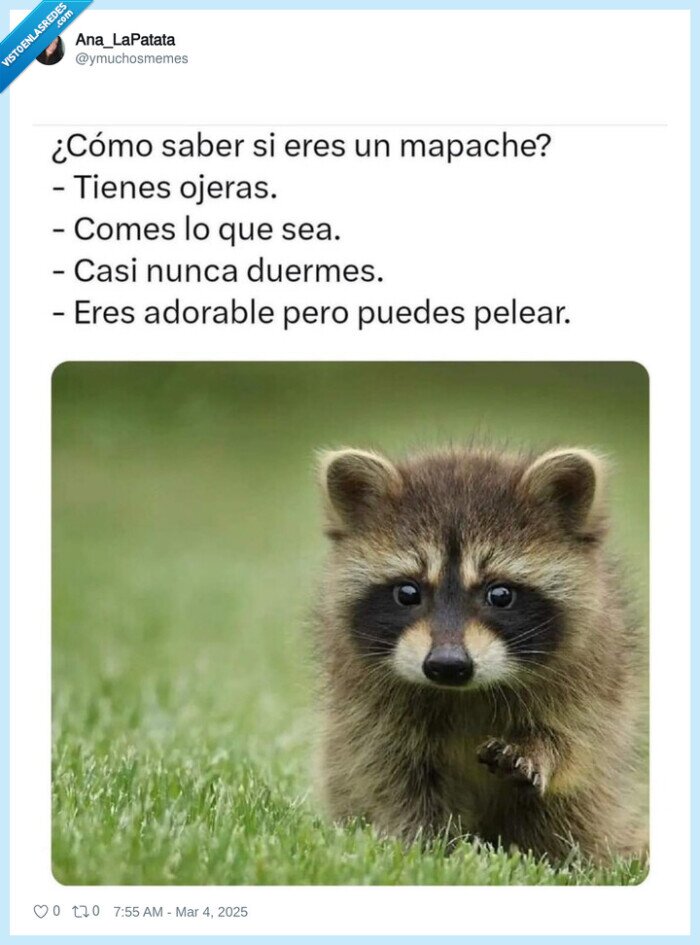 mapache,ojeras,comer,dormir