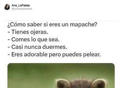 Enlace a Definitivamente soy un mapache, por @ymuchosmemes